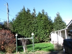 001 - Arborvitae Hedge