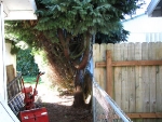 002 - Arborvitae Hedge