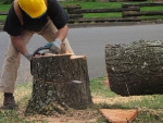 022 - Sawing Stumps